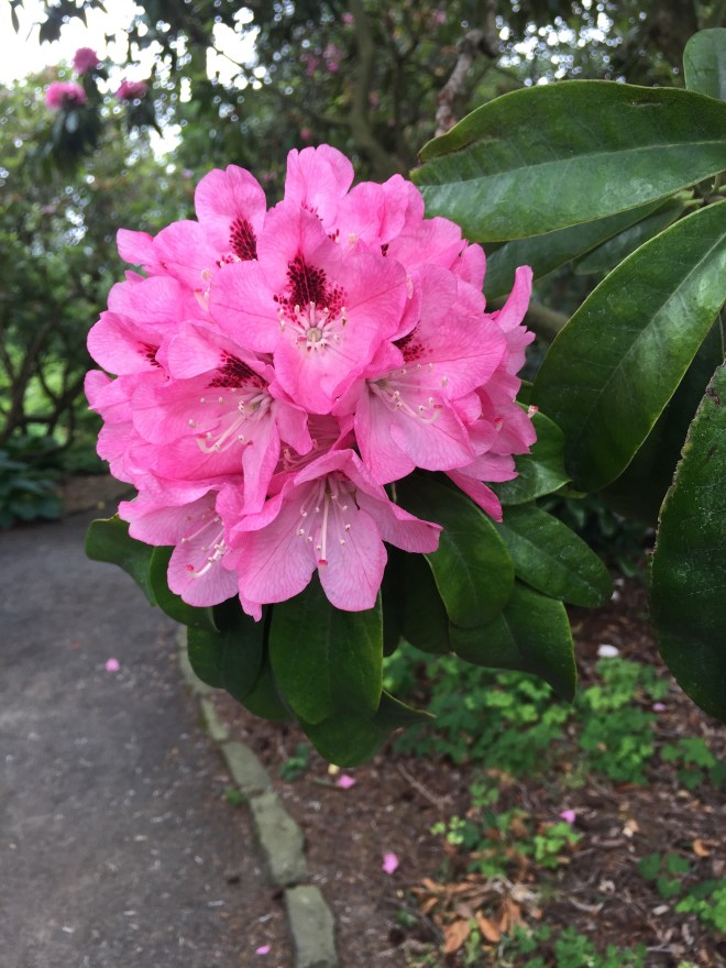 Portland’s Crystal Rhododendron Garden – Allison Burris